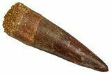 Fossil Spinosaurus Tooth - Restored Tip #344177-1
